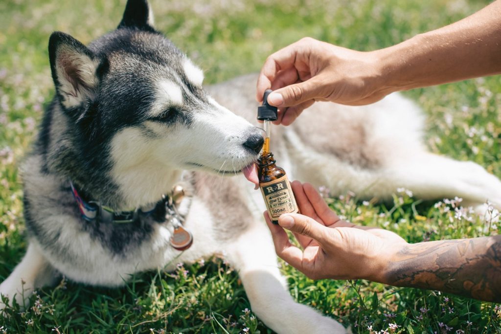 CBD Oil for Dogs