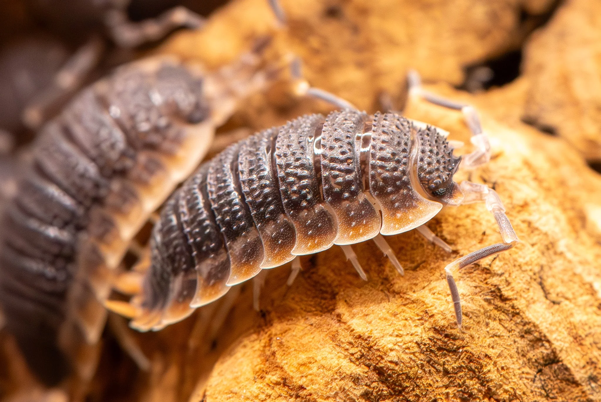 Rubber Ducky Isopods